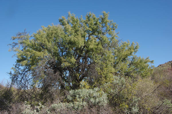 Condalia globosa v.pubescens