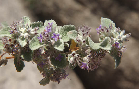 Condea albida (Kunth) Harley & J.F.B.Pastore