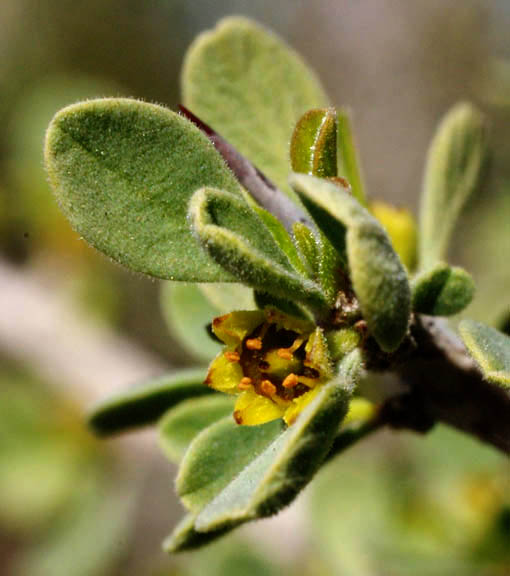 Condalia globosa v.pubescens