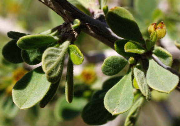 Condalia globosa v.pubescens