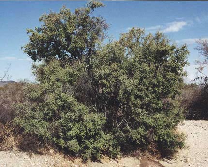 Condalia globosa v.pubescens