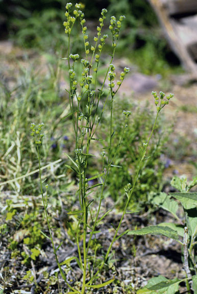 Cryptantha pterocarya var. cycloptera