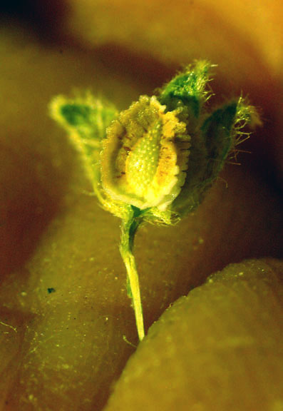 Cryptantha pterocarya var. cycloptera