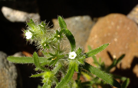 Cryptantha pterocarya var. cycloptera