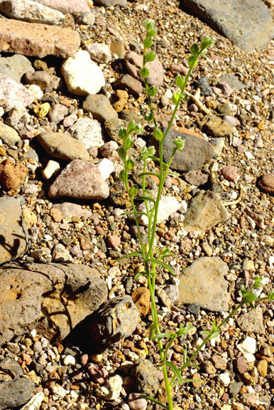 Cryptantha pterocarya var. cycloptera