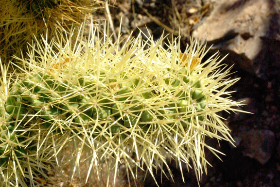 Cylindropuntia bigelovii