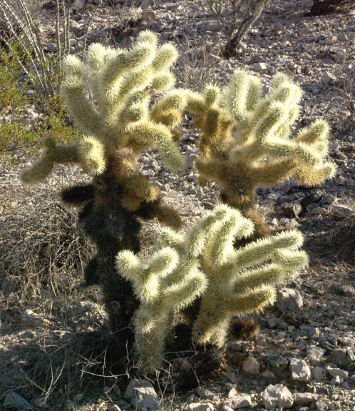 Cylindropuntia bigelovii