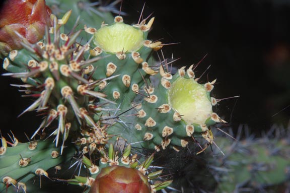 Cylindropuntia versicolor