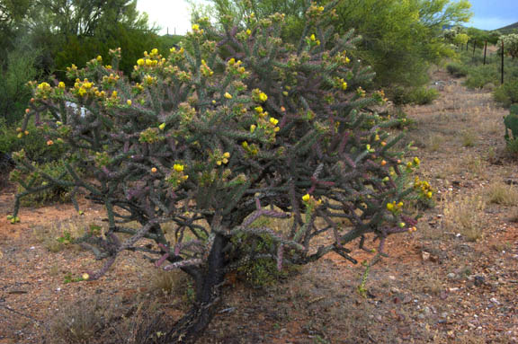 Cylindropuntia versicolor