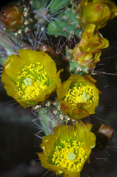 Cylindropuntia versicolor