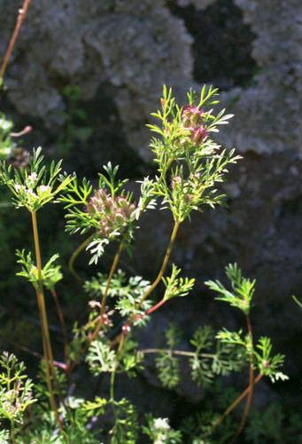 Daucus pusillus
