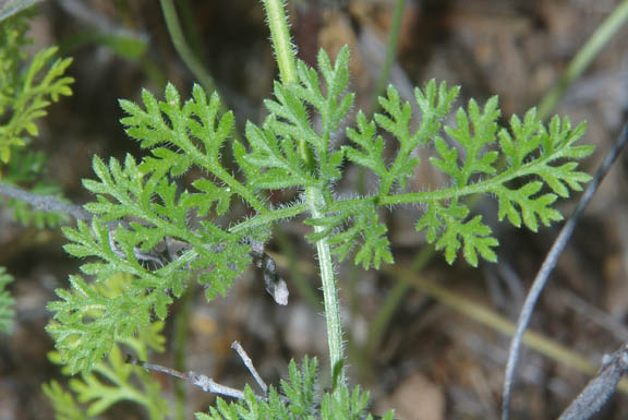 Daucus pusillus