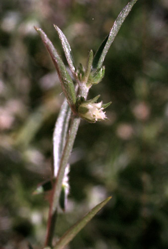 Argythamnia lanceolata (Bentham) Muller Argoviensis