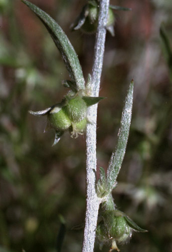 Argythamnia lanceolata (Bentham) Muller Argoviensis