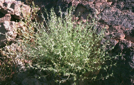 Argythamnia lanceolata (Bentham) Muller Argoviensis