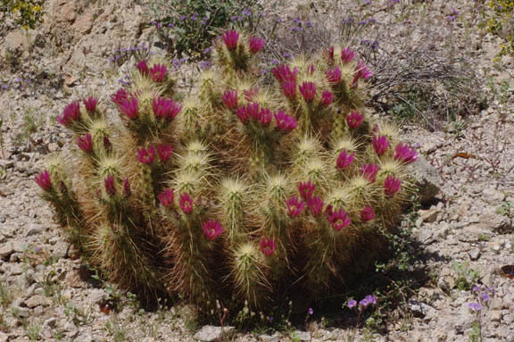 Echinocereus nicholii