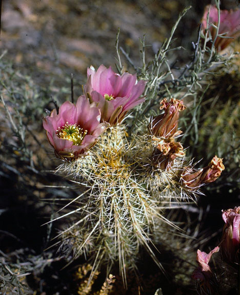 Echinocereus nicholii