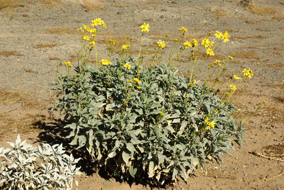 Encelia farinosa