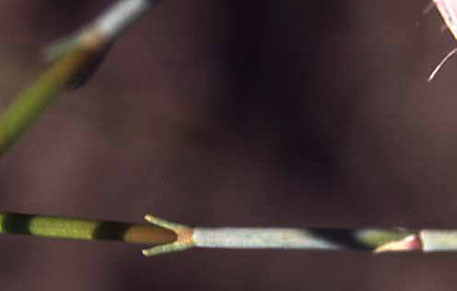 Ephedra aspera Engelmann ex S. Watson