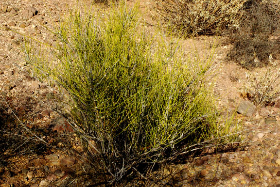 Ephedra aspera Engelmann ex S. Watson