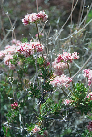 Eriogonum fasciculatum v.polifolium