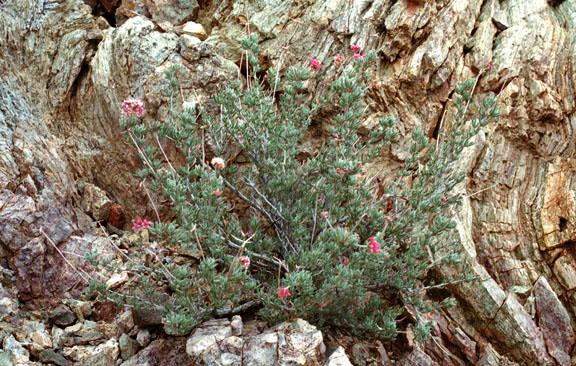 Eriogonum fasciculatum v.polifolium