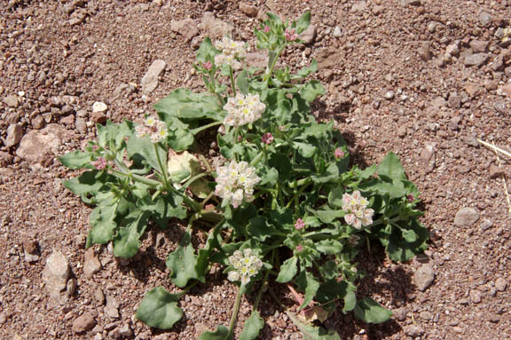 Eriogonum abertianum