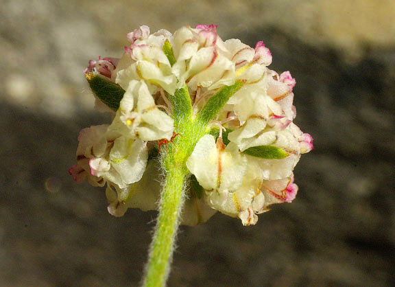 Eriogonum abertianum