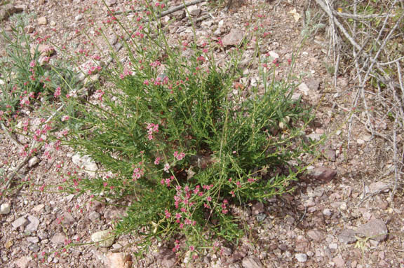 Eriogonum fasciculatum v.polifolium