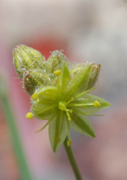 Eriogonum trichopes