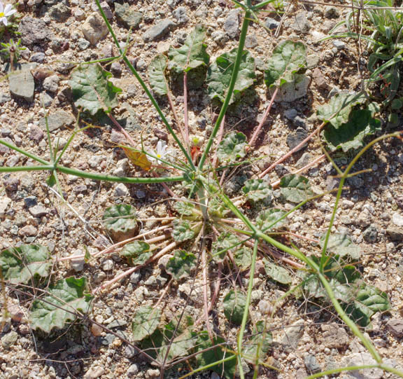 Eriogonum trichopes