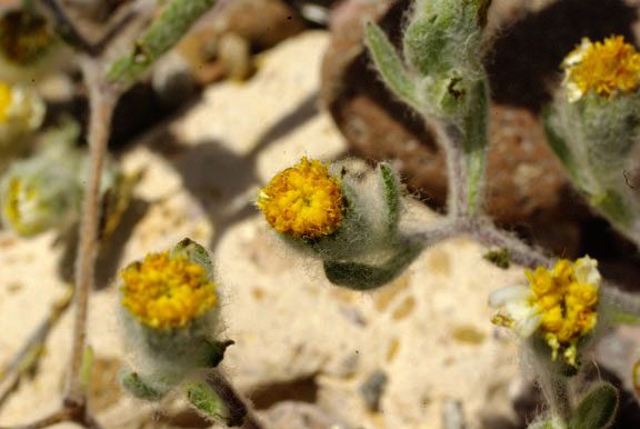 Eriophyllum pringlei