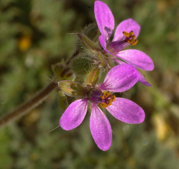 Erodium cicutarium