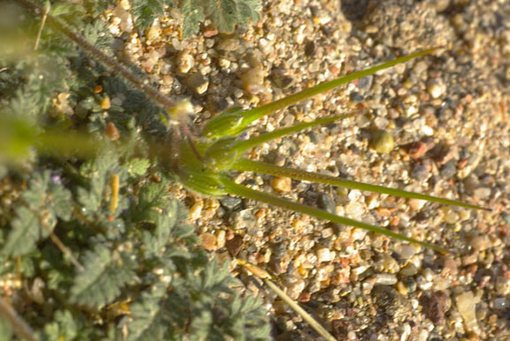 Erodium cicutarium