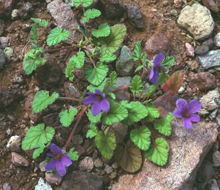 Erodium texanum