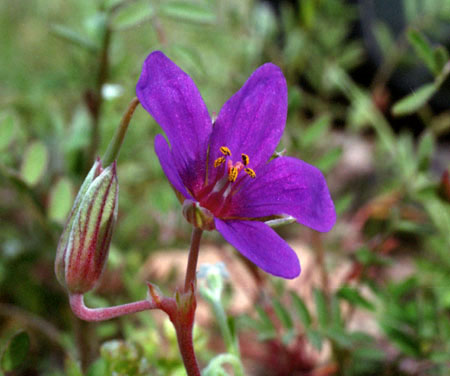 Erodium texanum