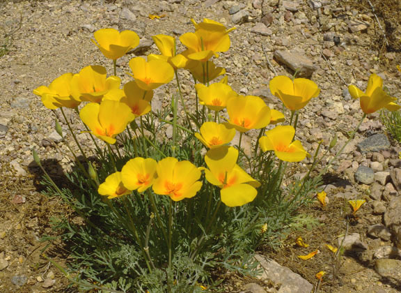 Eschscholtzia californica ssp. mexicana