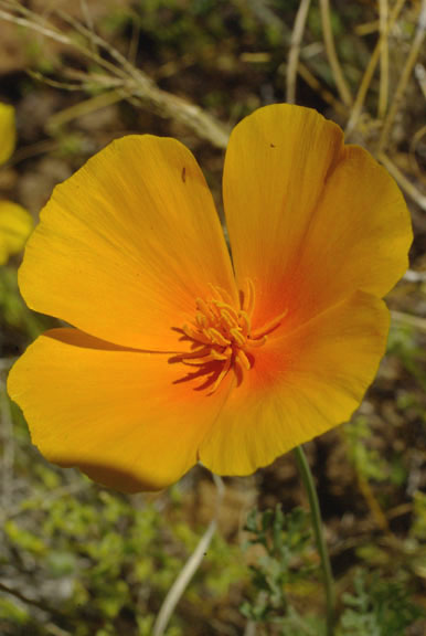 Eschscholtzia californica ssp. mexicana