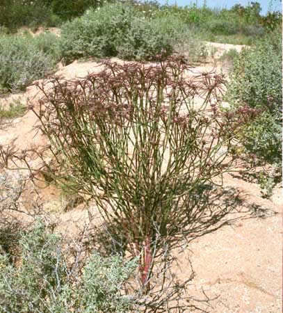 Euphorbia eriantha