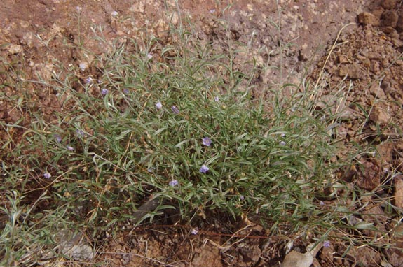 Evolvulus alsinoides