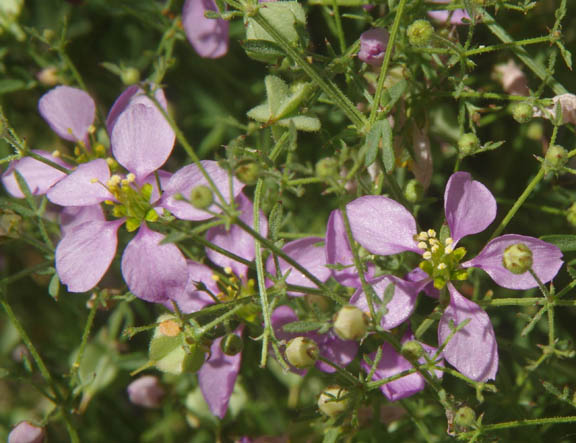 Fagonia longipes Standley 