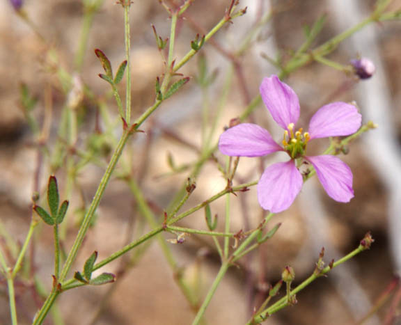 Fagonia longipes Standley 
