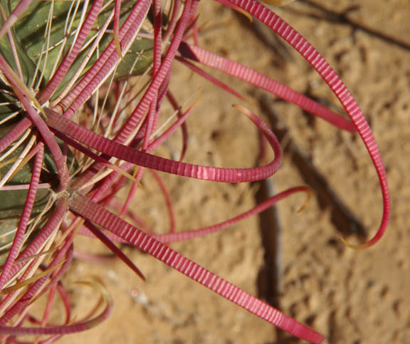 Ferocactus cylindraceus