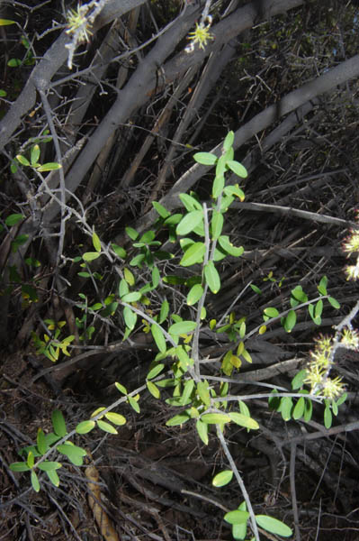 Forestiera phillyreoides