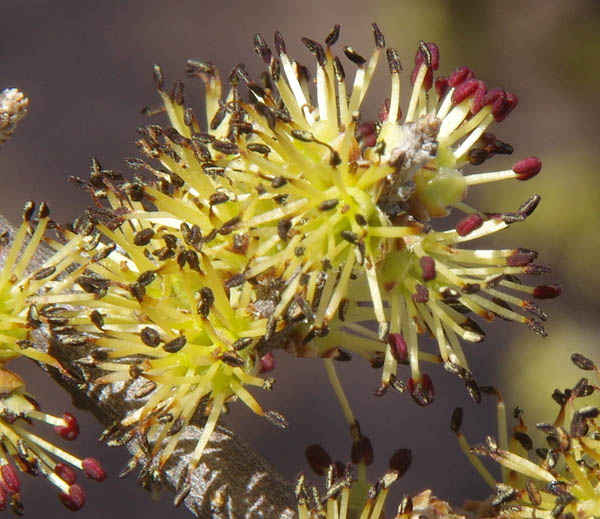 Forestiera phillyreoides
