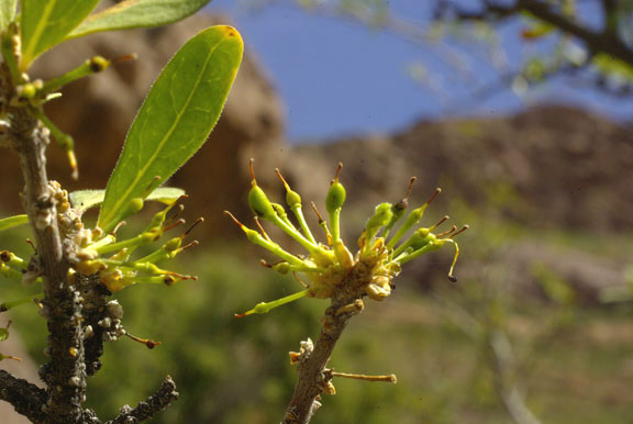 Forestiera phillyreoides
