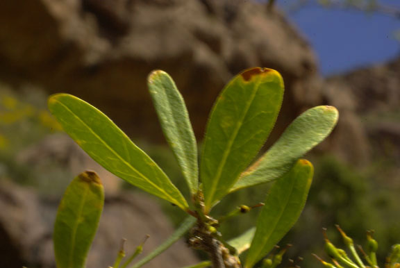 Forestiera phillyreoides