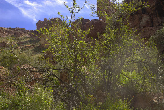 Forestiera phillyreoides