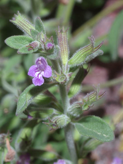 Hedeoma nana var. macrocalyx
