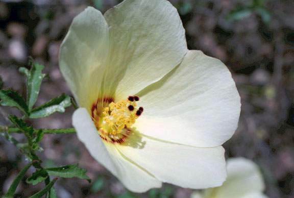 Hibiscus coulteri